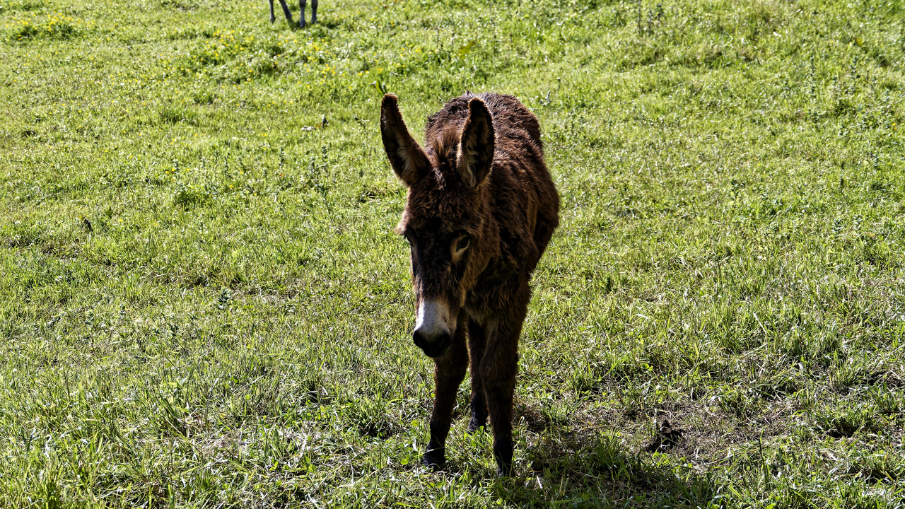 20240503 111627•Santillana del Mar•Cantabria•Spain
